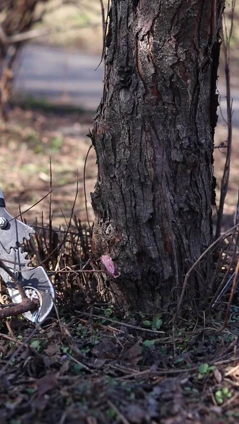 The process of pruning trees in the garden using a garden pruner 스톡 동영상 331166086
