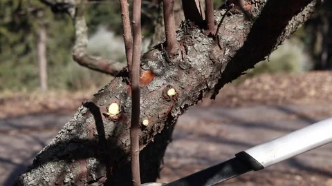 The process of pruning trees in the garden using a large garden pruner Vídeo Stock 331166159