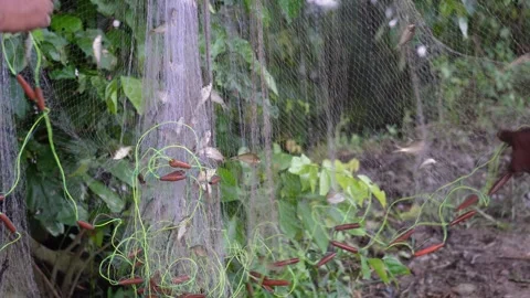Process of pulling fish out Stock Footage 319929782