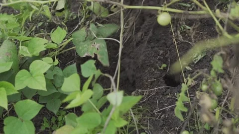 The process of pulling plants out of the ground to clean the beds before winter Stock Footage 143260298