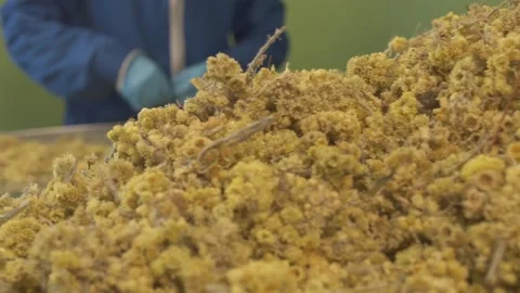 The process of purification from impurities of herbal tea at the factory Stock Footage 153900149