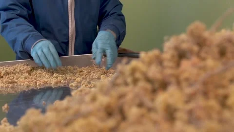 The process of purification from impurities of herbal tea at the factory Stock Footage 153900219