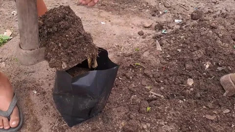The process of putting soil into polybags Stock Footage 238425780