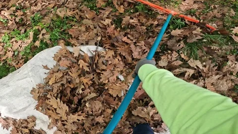 The process of raking fallen leaves with a rake Vídeo Stock 335368265