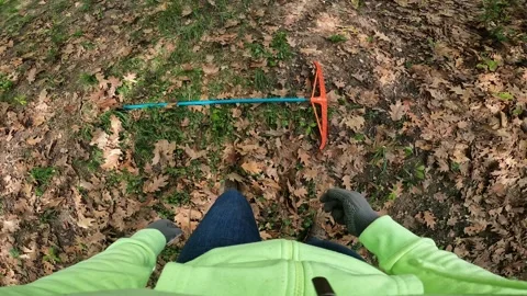 The process of raking fallen leaves with a rake Видео 335368334