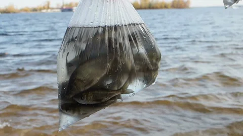 The process of releasing fish to local rivers. Stock Footage 130874962