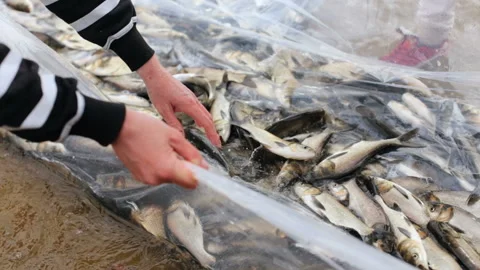 The process of releasing fish into the river Stock Footage 88811938