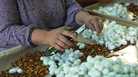 The process of removing caterpillars from cocoons Stock Footage 245336369