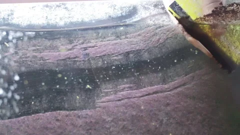 Process of removing dirty and poisonous algae from glass surface of home Stock Footage 305049435