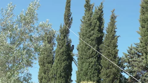 Process of removing dry tree top with chainsaw and rope, arborist man standing Stock Footage 234071958
