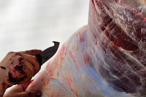 The process of removing the hide from a moose Stock Photos