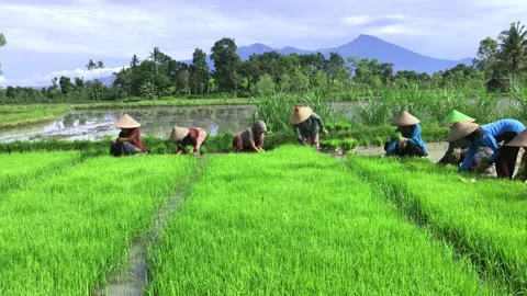 Process of removing rice seeds Stock Footage 221624322