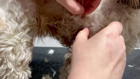 The process of removing a tick Stock Footage 309207033