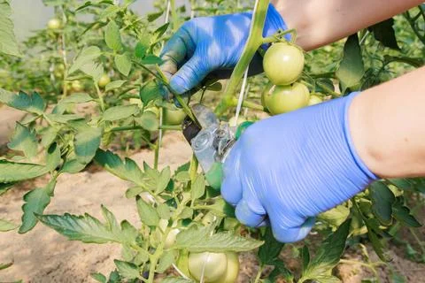 Process of removing tomato suckers helps redirect energy to fruit production. Stock Photos