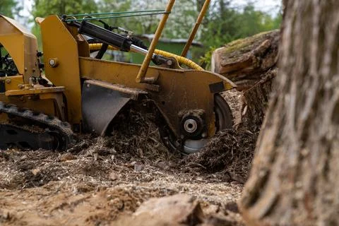 The process of removing a tree stump where the rotating head of the stump cut Stock Photos