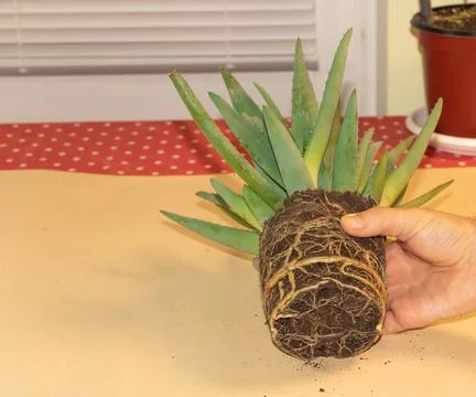 In process of repotting Aloe Vera. How to grow aloe vera at home. Very vigoro Stock Photos