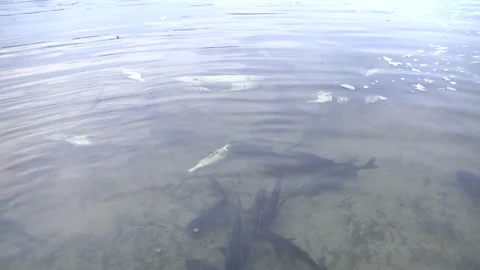 The process of reproduction of fish in natural and artificial reservoirs. Video stock 123964816