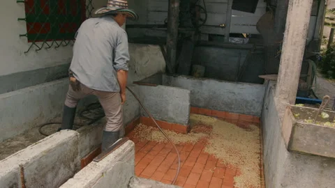 Process of Rinsing Coffee Beans and a farmer Stock Footage 270962521
