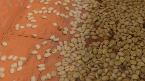 Process of Rinsing Coffee Beans Stock Footage 270962128