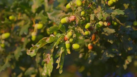The process of ripening acorns on oak trees is a truly wonderful and beautiful s 스톡 사진