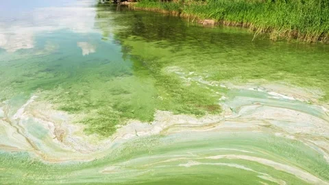 The process of river water blooming in hot weather. Stock Footage 281224930