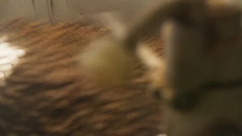 Process of roasting coffee beans in the tumbler 스톡 동영상 122404537