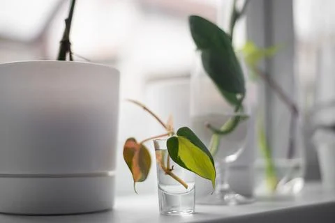 The process of rooting a plant in water Foto stock