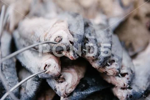 The process of salting caught fish. Dried roach Stock Photos