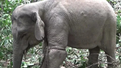 The process of saving an elephant is entangled. Stock Footage 135104879