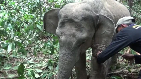 The process of saving the Sumatran Elephant is ensnared Stock Footage 134351613