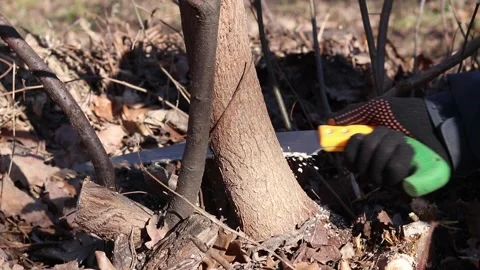 The process of sawing branches or thin tree trunks in a garden or park Stock-Footage 331195039