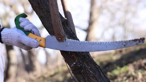 The process of sawing branches or thin tree trunks in a garden or park Video stock 331195476