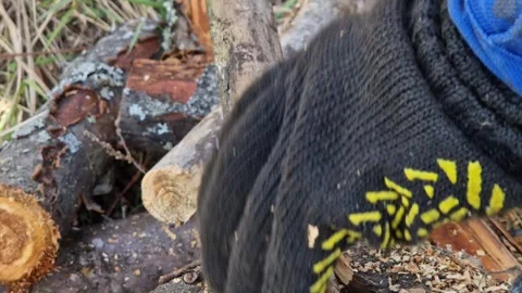 The process of sawing dry wood using a Procraft chainsaw Stock Footage 335283353