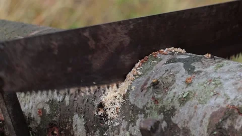 Process of sawing a log with a hand saw Stock Footage 167347255