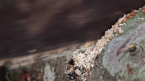 Process of sawing a log with a hand saw Stock Footage 167347256