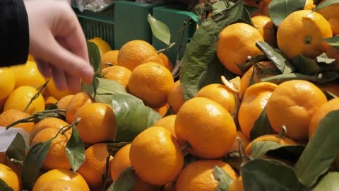 The process of selecting and buying tangerines in the store. Stock Footage 232753565