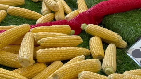 Process of selecting juicy, yellow corn at a market 스톡 동영상 276773166