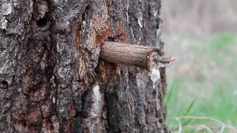 Process of selection of birch sap Video stock 76464641