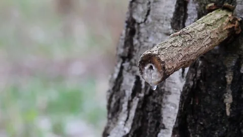 Process of selection of birch sap Video stock 76464654