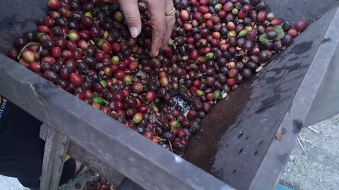 The process of separating the coffee beans from the skin Stock Footage 238425672