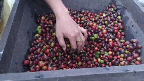 The process of separating the coffee beans from the skin Stock Footage 238425673