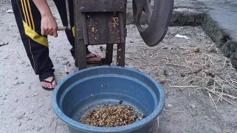 The process of separating the coffee beans from the skin Stock Footage 238425674