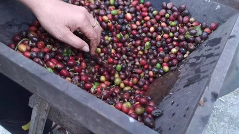 The process of separating the coffee beans from the skin Stock Footage 238425675