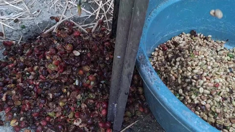 The process of separating the coffee beans from the skin Stock Footage 238425695