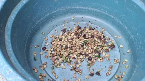 The process of separating the coffee beans from the skin Stock Footage 238425699