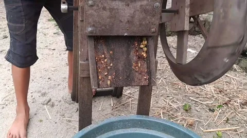The process of separating the coffee beans from the skin Stock Footage 238425783