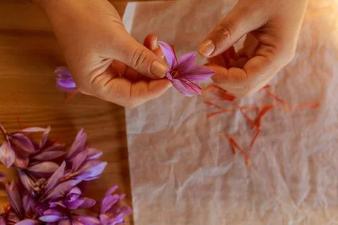 Process of separating the saffron threads from the rest of the flower. Stock Photos
