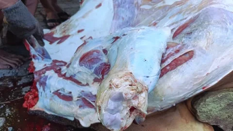 The process of skinning beef Stock Footage 282880681