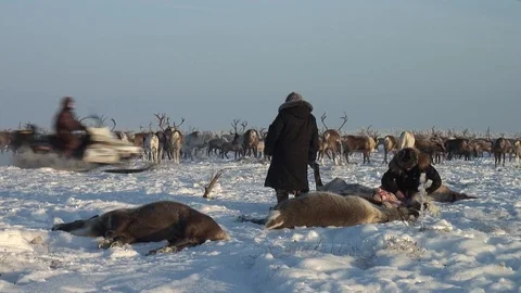 Process of skinning reindeer in winter. Vidéo 96361700
