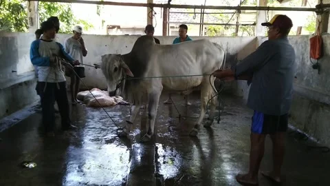 The process of slaughtering cattle Video stock 169941412